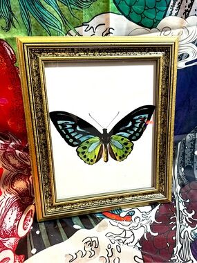Vintage Style Green Birdwing Butterfly